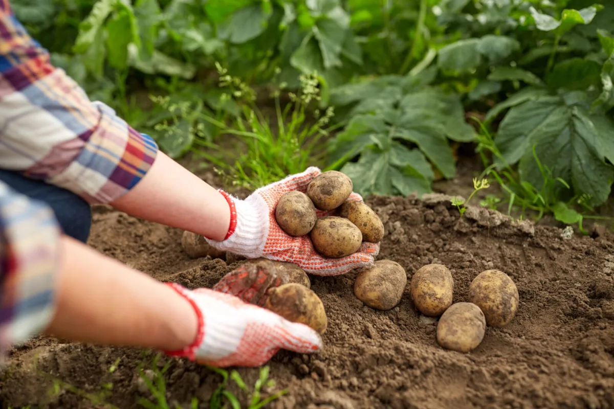 When to Harvest Potatoes and Why You Should Never Dig Them in Wet Soil