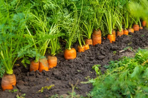 July watering for carrots and beetroot for a sweeter, bigger harvest