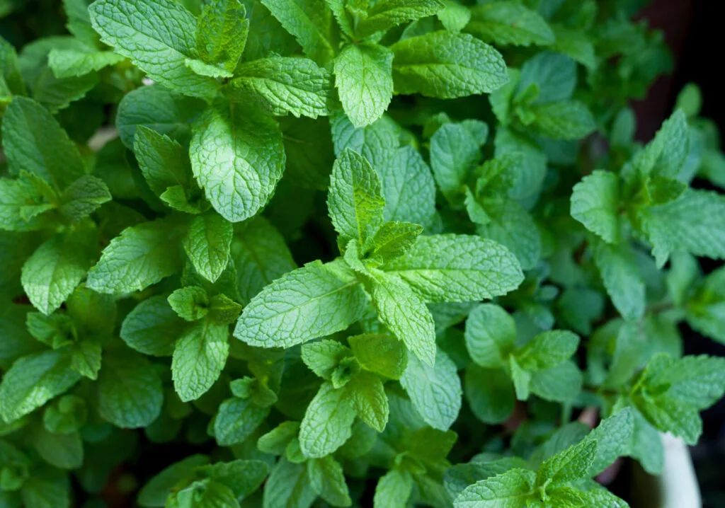Peppermint