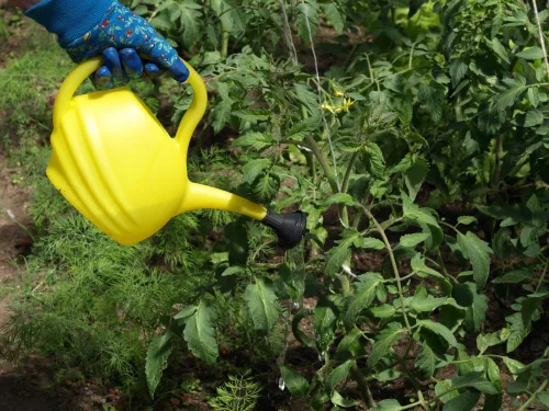 A Tomato Feeding Mistake That Fattens Leaves Instead of Fruit