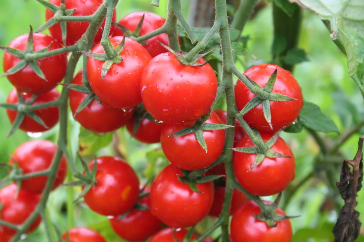 Tomatoes / Photo: Depositphotos