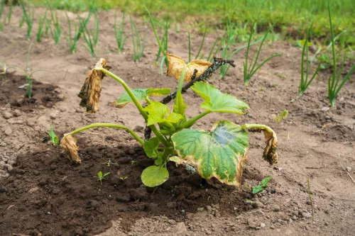 Nueve errores más comunes al cultivar hortalizas que reducen la cosecha en silencio