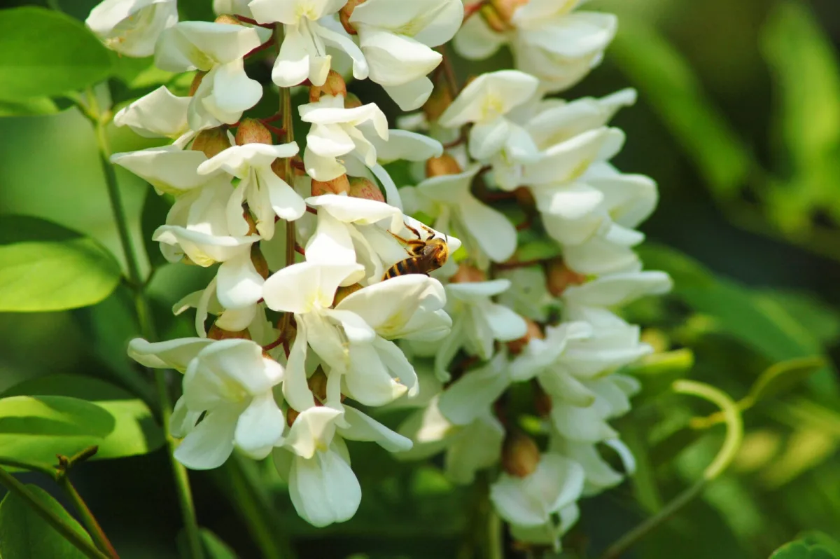 Fleur de robinier faux-acacia / Photo : Depositphotos