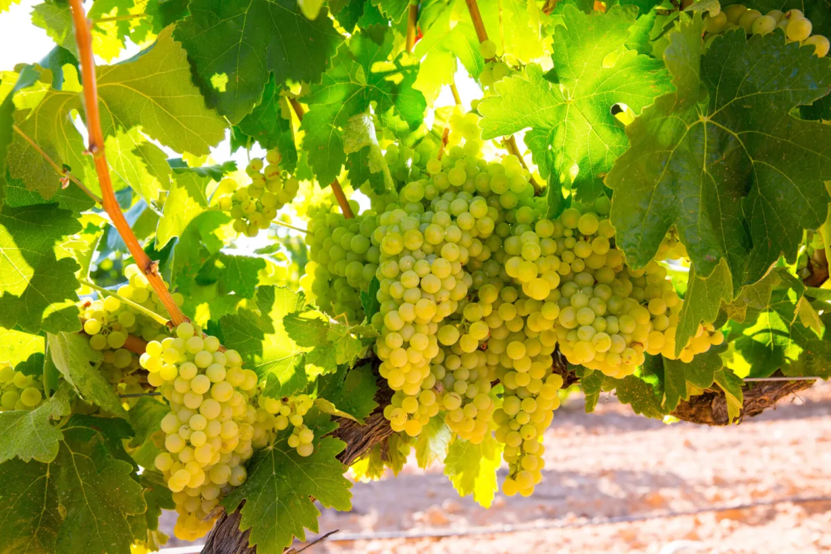 Grapes