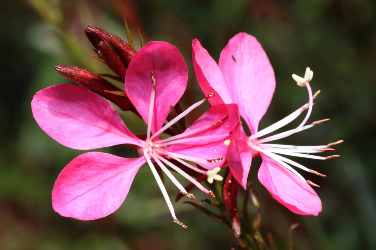 Gaura is an airy, light perennial that flowers all summer