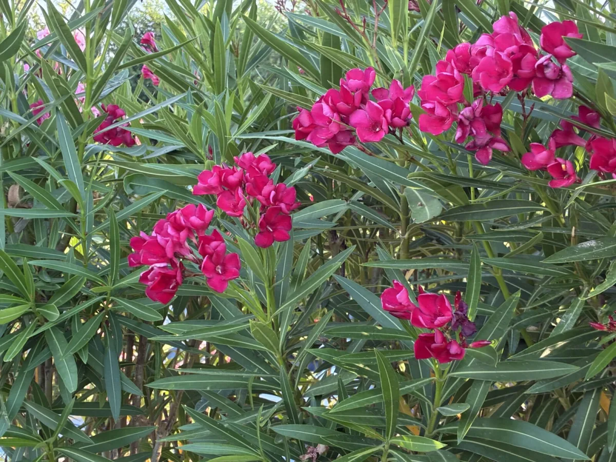 Oleander / Photo: Pestrazahrada.cz
