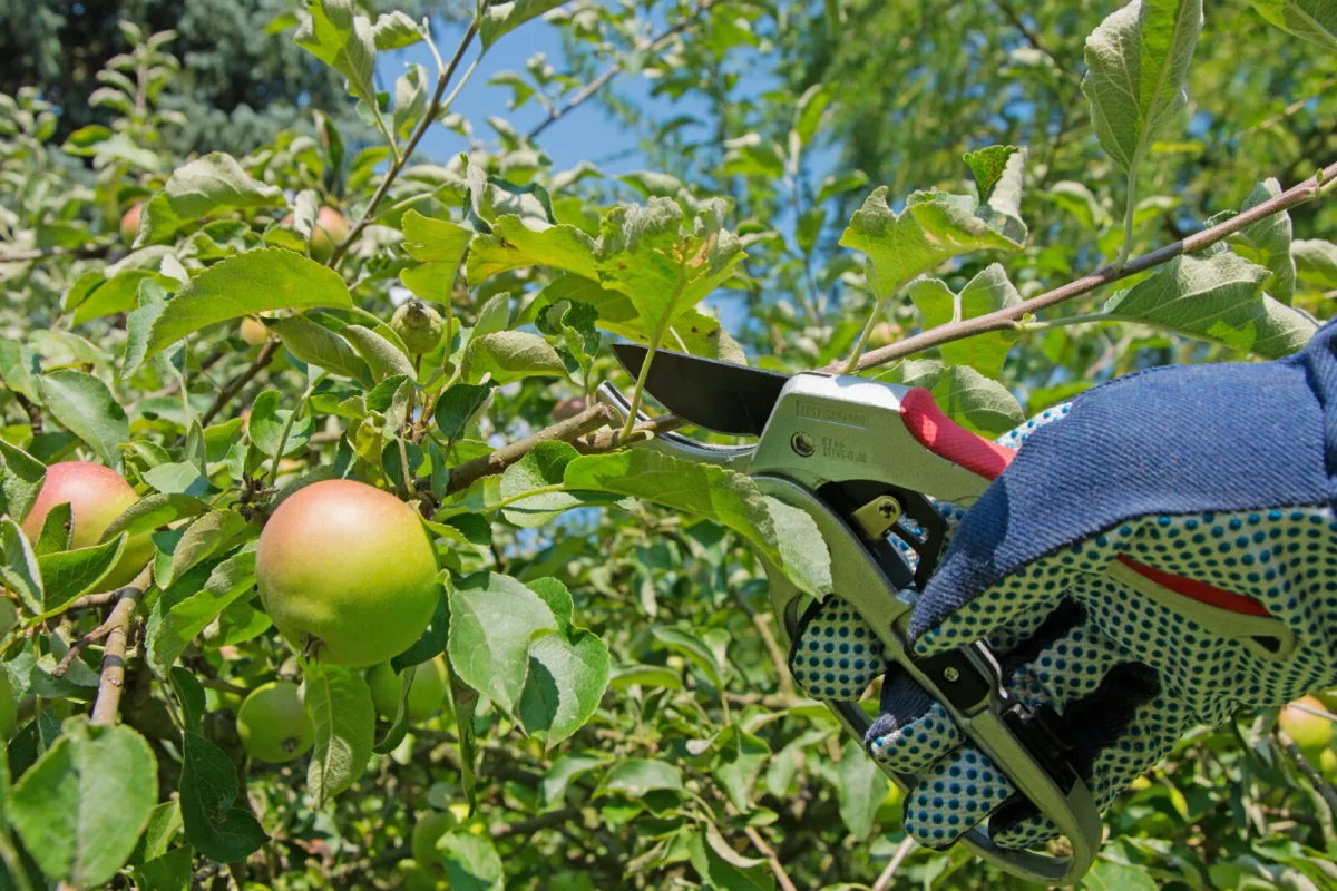 Poda de fruteiras / Depositphotos