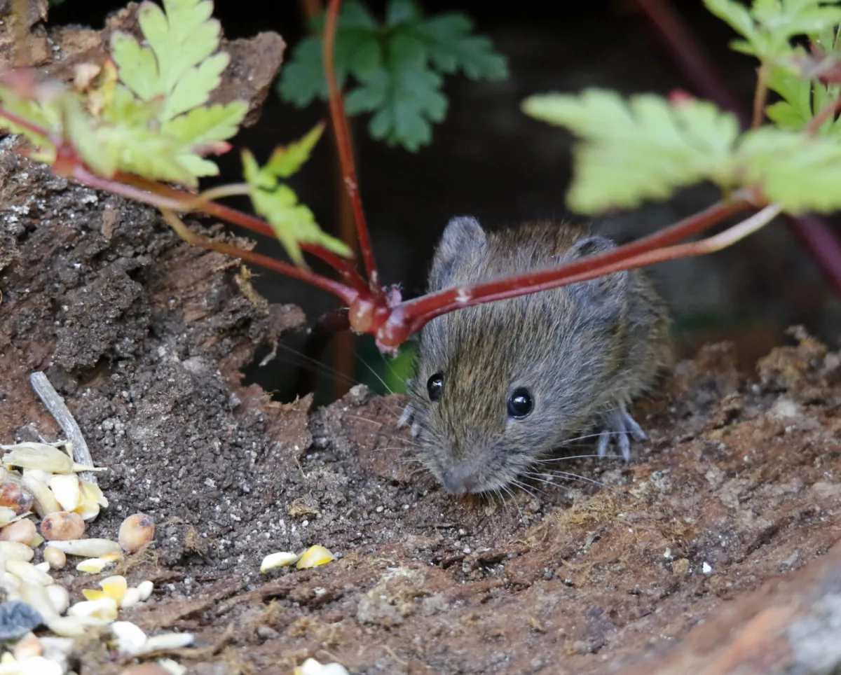 Five Methods That Work Against Voles Avoid This Mistake