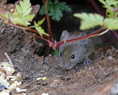 Five Methods That Work Against Voles Avoid This Mistake