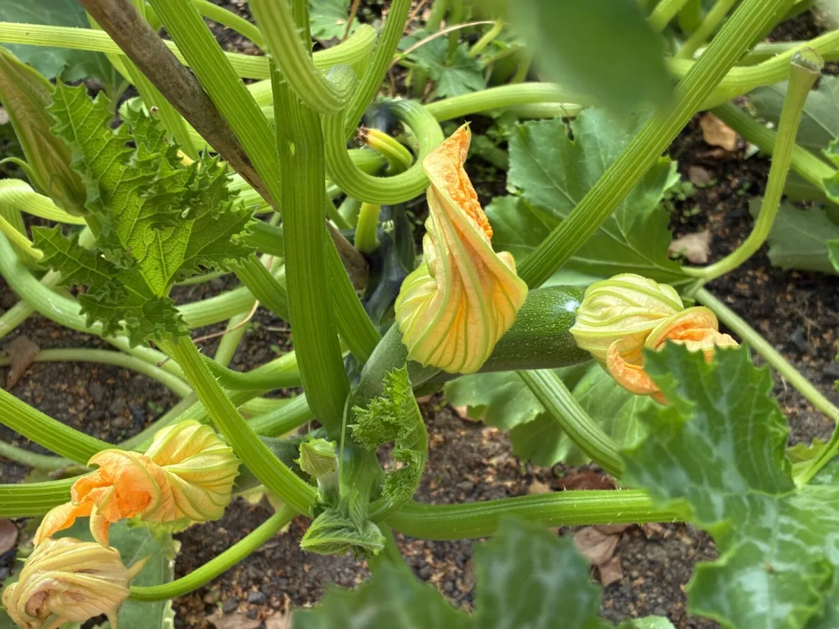 Zucchini fruit and flower / Photo: Pestrazahrada.cz