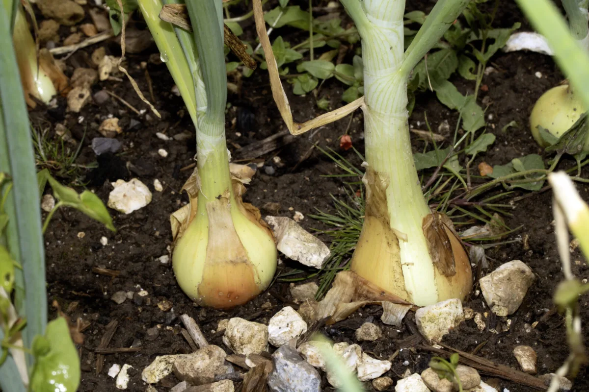 After harvesting onions and garlic, plant more crops for yields into autumn