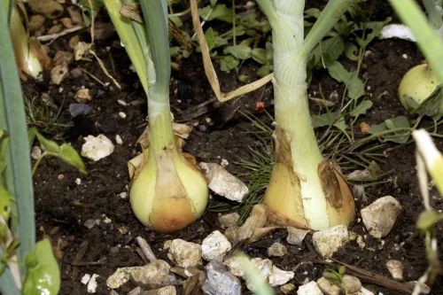 After harvesting onions and garlic, plant more crops for yields into autumn