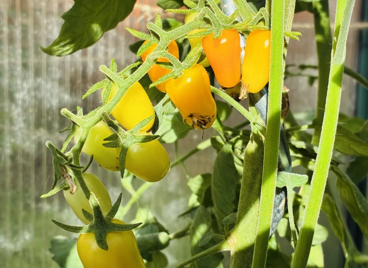 A luglio si decide il raccolto dei pomodori, questo non puoi sottovalutarlo