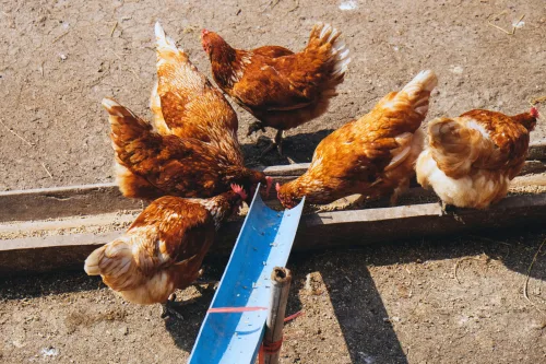 Keeping Poultry Can Be Simple If You Set Things Up Smartly