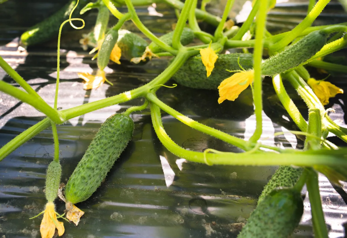 Come rilanciare i cetriolini da conserva a luglio per farli rifiorire e produrre