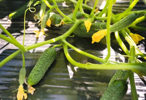 Come rilanciare i cetriolini da conserva a luglio per farli rifiorire e produrre