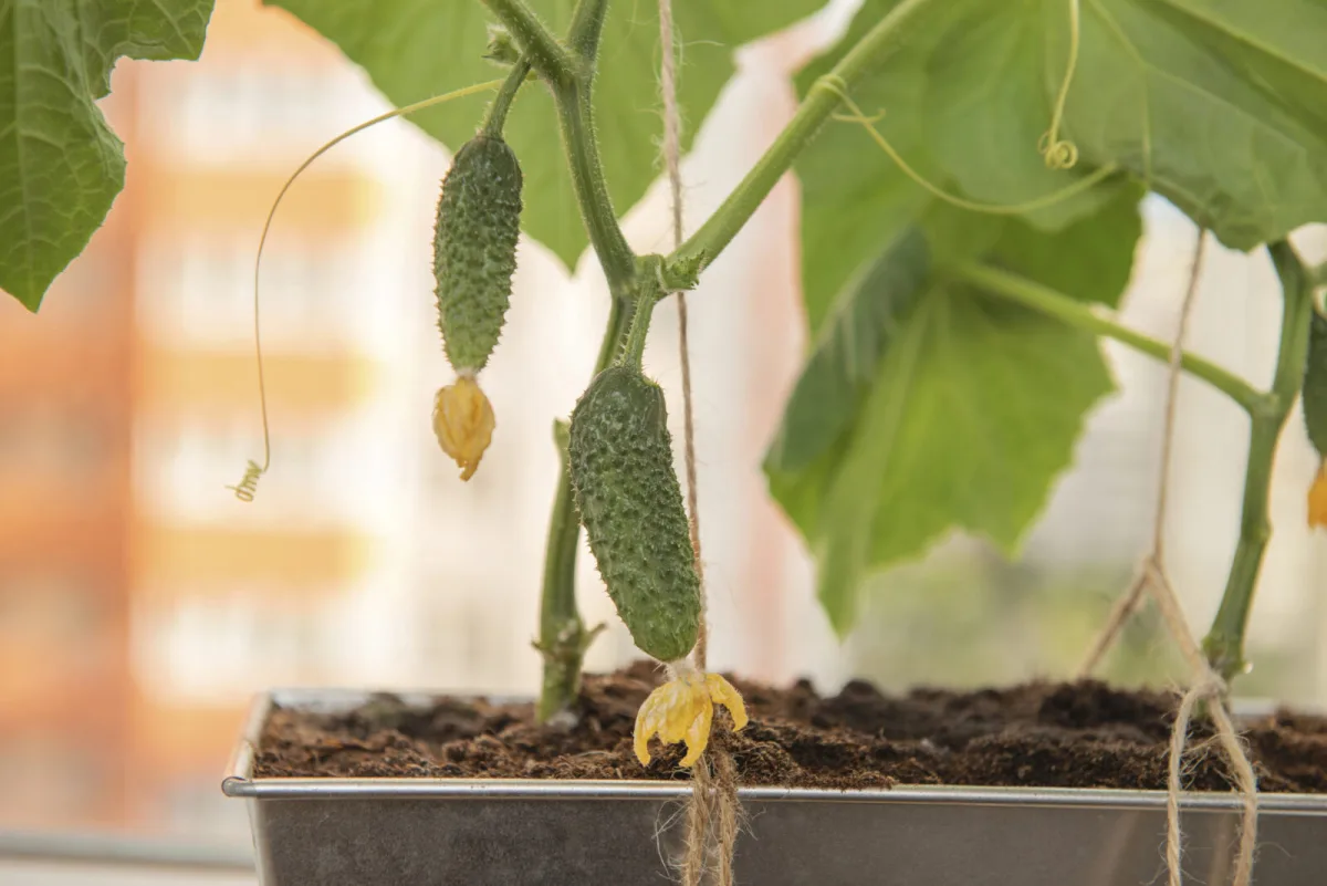 Grow cucumbers on the balcony