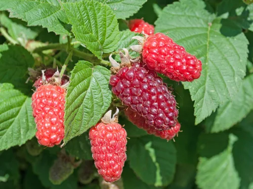 Discover Tayberries and Learn to Grow Them Like a Pro