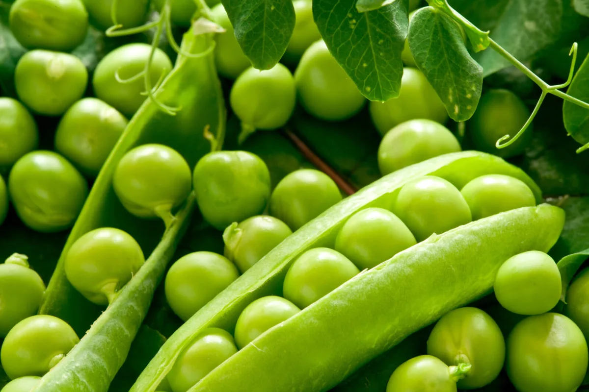 Peas / Photo: Depositphotos