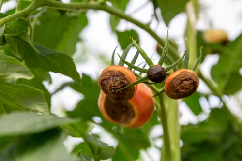 Macchie nere sui pomodori spaventano i coltivatori ma non è una malattia