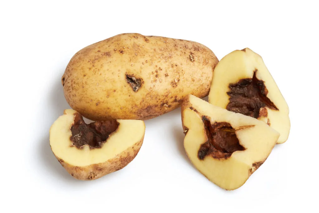Imbrunimento dei tuberi / Foto: Depositphotos