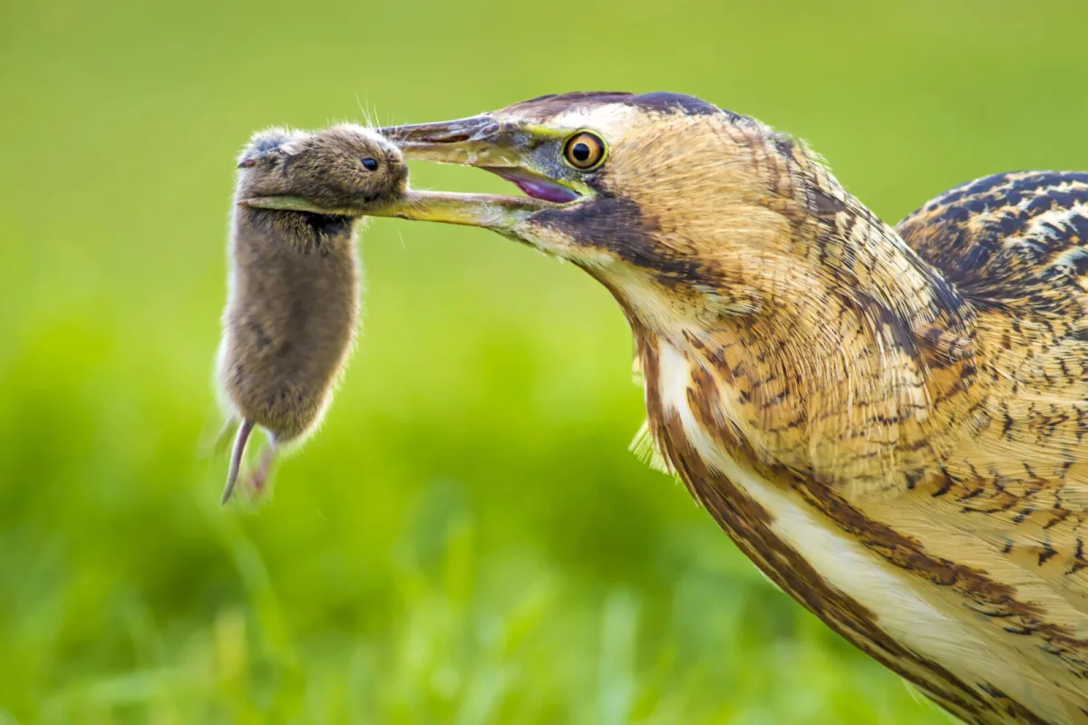 A predator for voles / Photo: Depositphotos