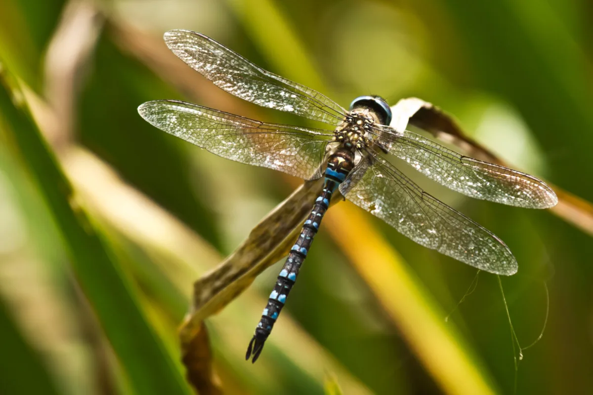 Dragonfly / Photo: Depositphotos