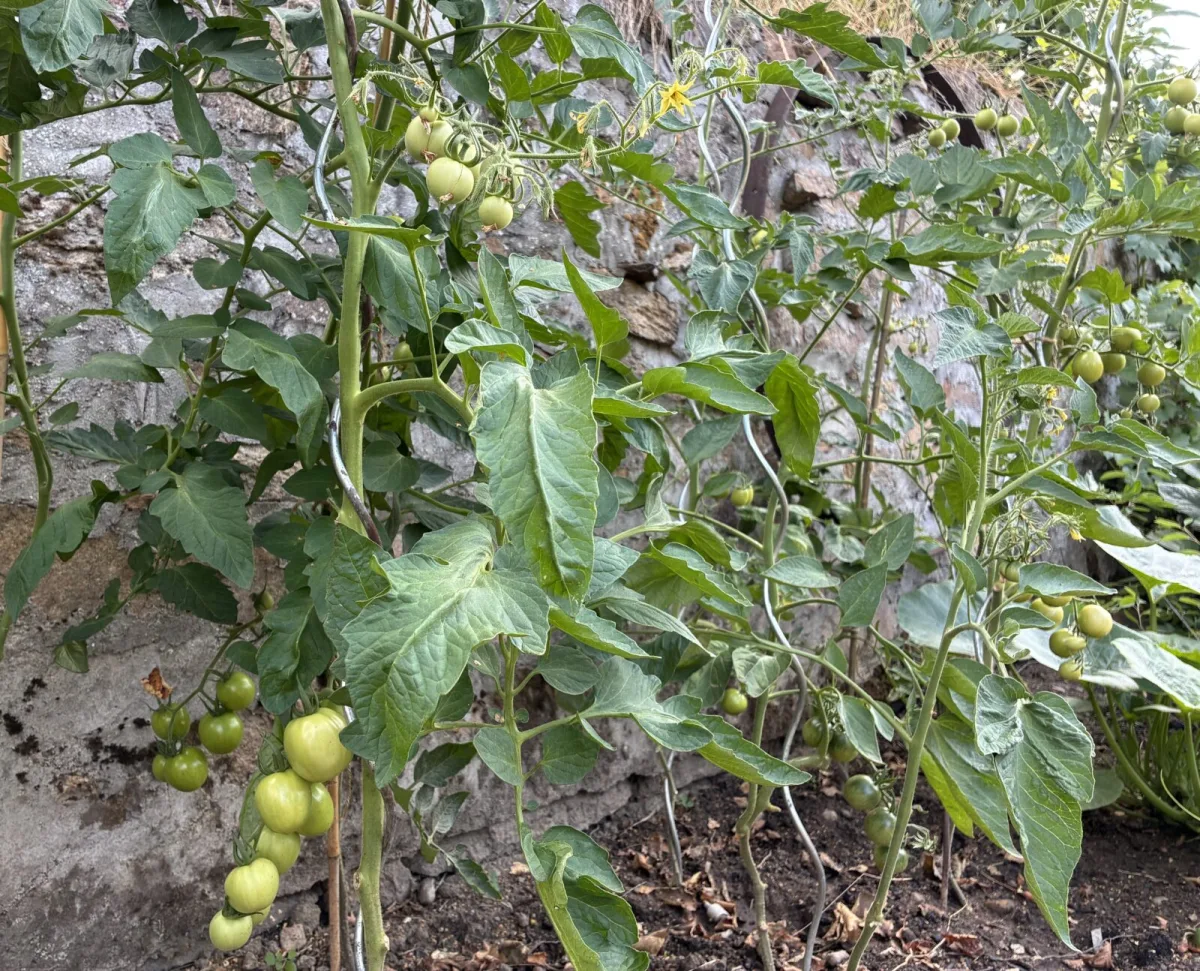 Sostegno per i pomodori / Foto: Pestrazahrada.cz