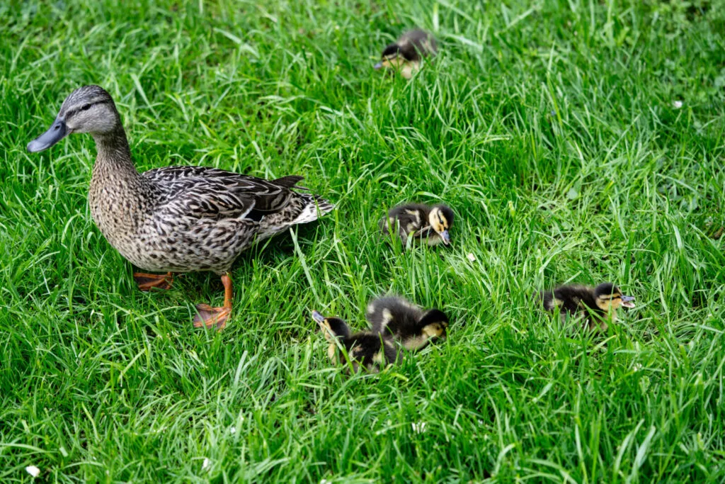 Ducks / Photo: Depositphotos