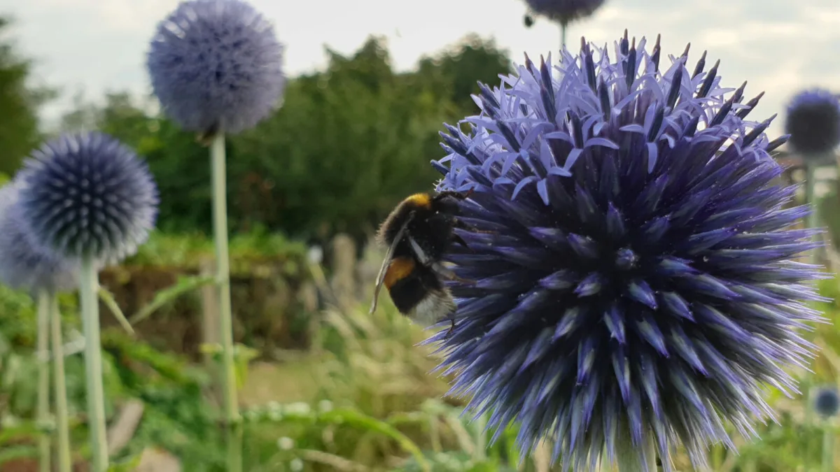 Echinops (Echinops) / Foto: Depositphotos