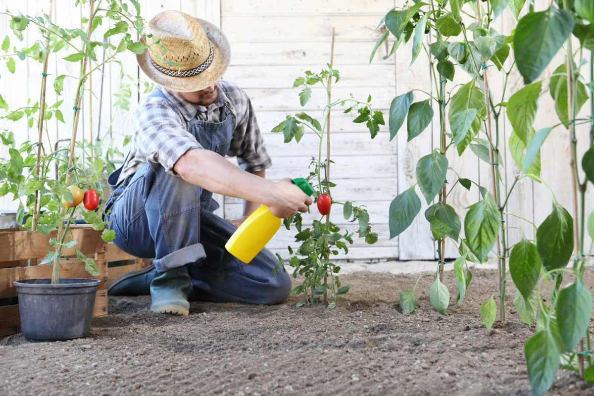 A Favourite Trick Seasoned Gardeners Use to Keep Tomatoes Healthy Until Harvest