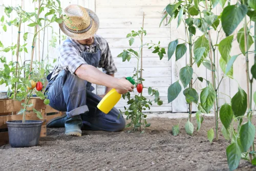 A Favourite Trick Seasoned Gardeners Use to Keep Tomatoes Healthy Until Harvest