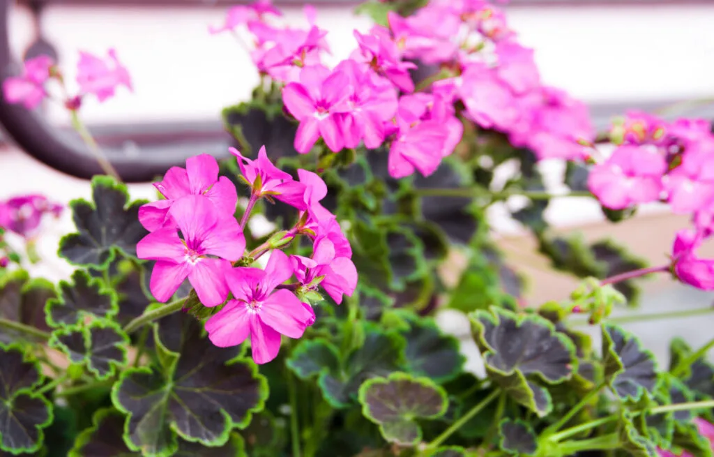 Scented pelargonium / Depositphotos