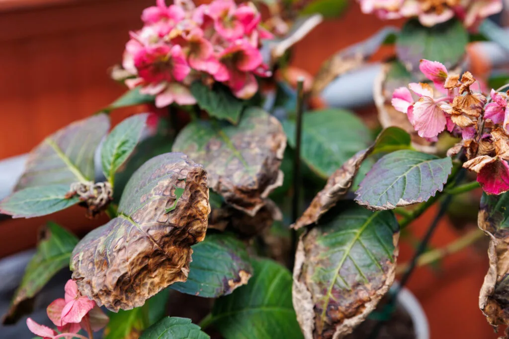 Browning hydrangea / Depositphotos