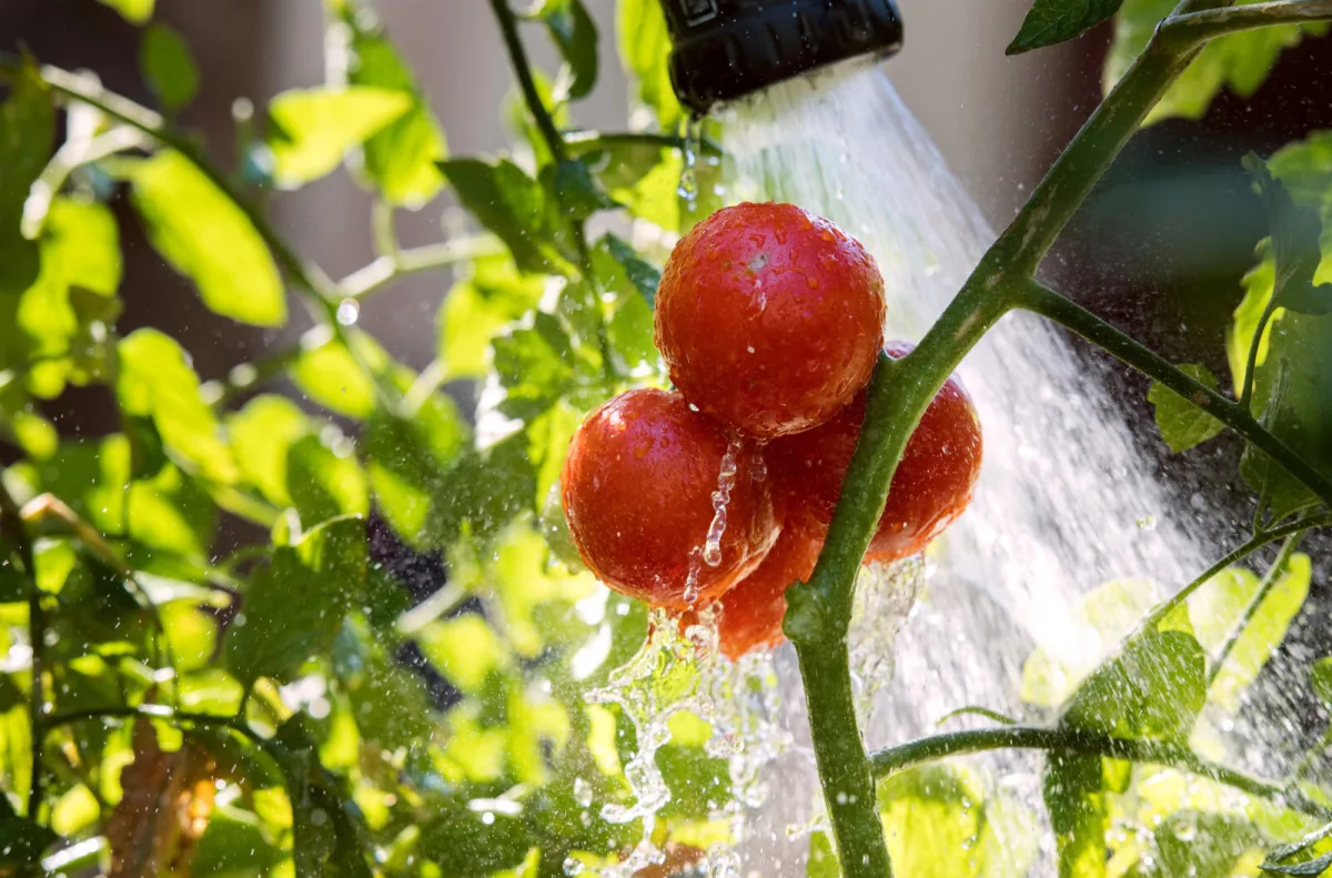 Watering tomatoes / Depositphotos