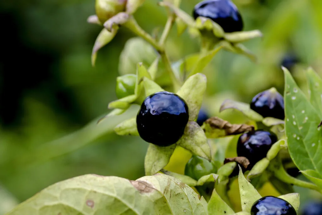 Deadly nightshade / Photo: Depositphotos 