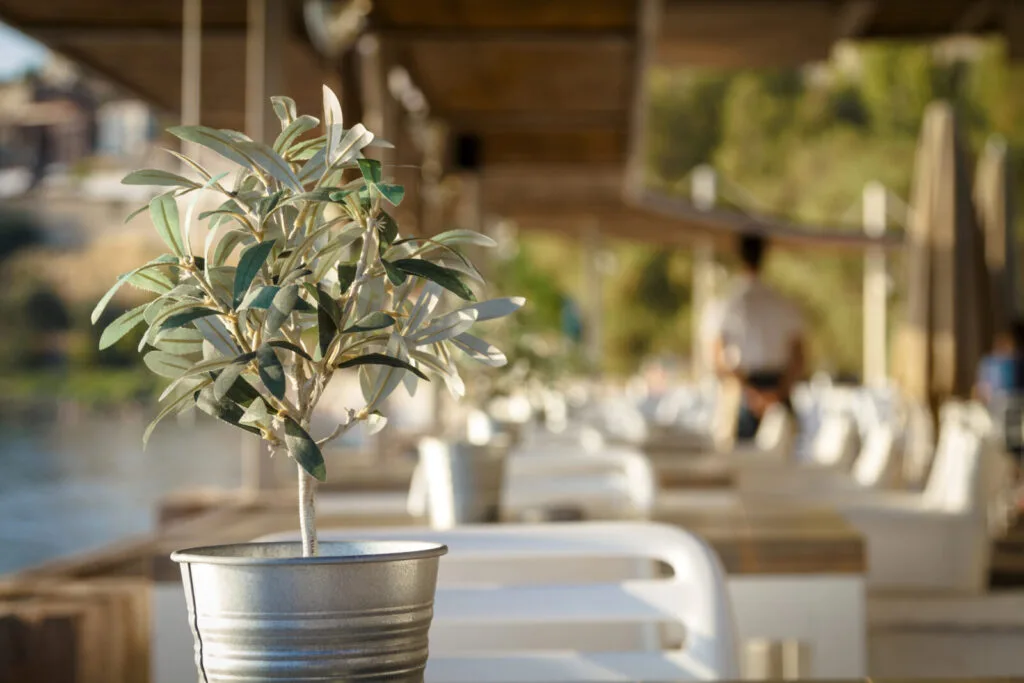European olive tree / Photo: Depositphotos