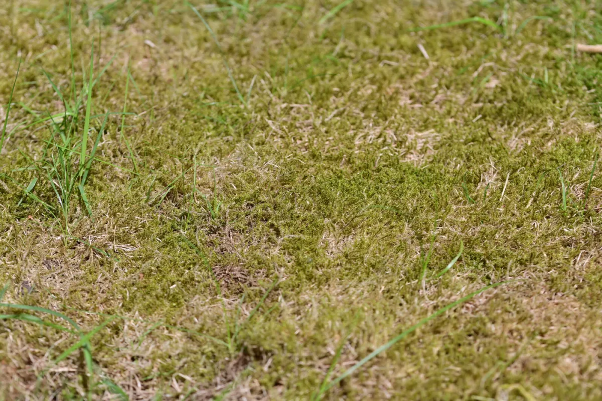 Liming your lawn for moss may not help and could harm your fruit harvest