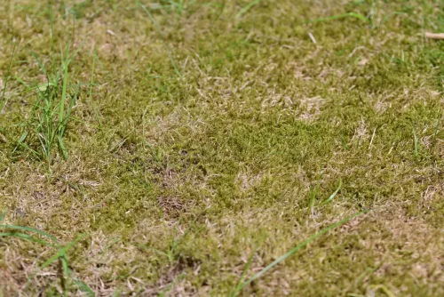 Liming your lawn for moss may not help and could harm your fruit harvest