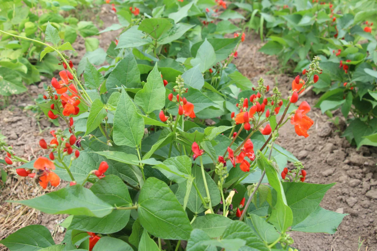Bean Flowers Dropping in Hot Weather What to Do to Restore a Heavy Pod Set