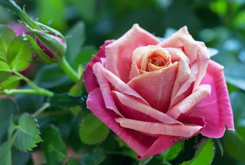 Roses can bloom almost non-stop all summer with a simple feed