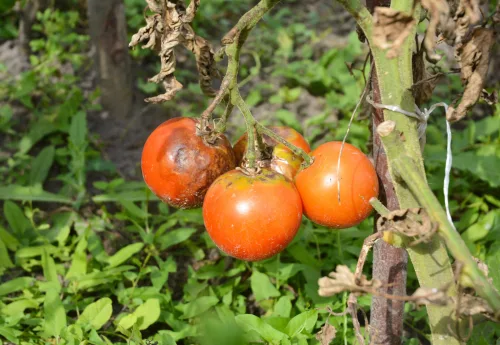 First spots on tomatoes may signal late blight and threaten the entire crop