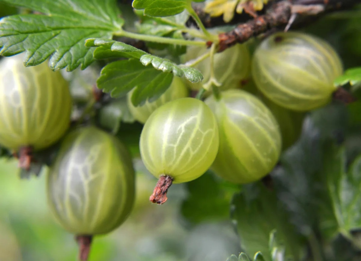 Gooseberries / Photo: Depositphotos