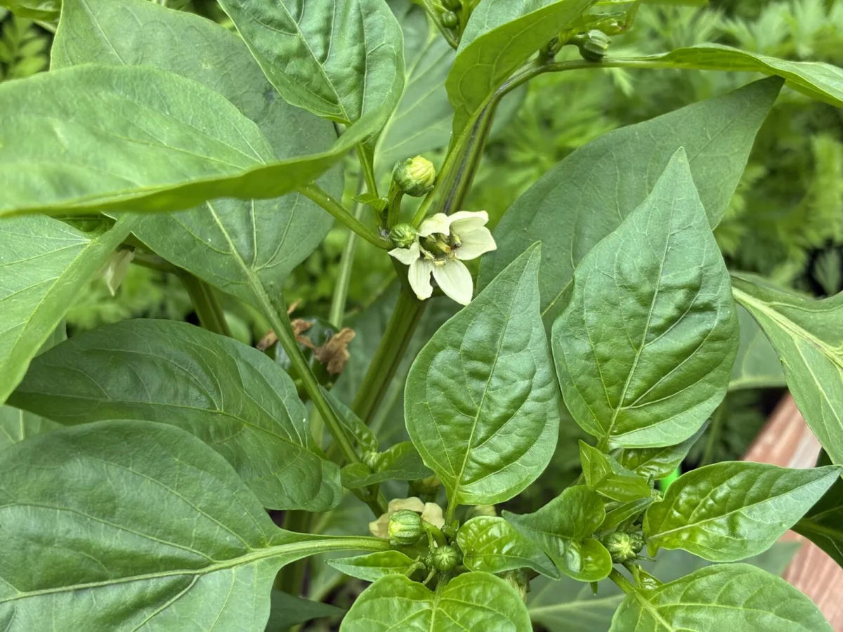 Pepper flowers / Photo: Pestrazahrada.cz