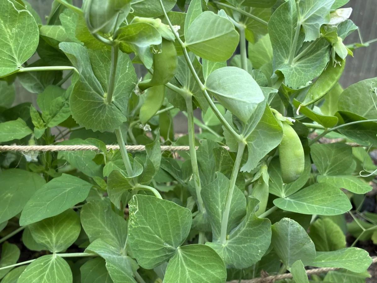 Why Gardeners Sow Peas in Succession and Why You Should Too