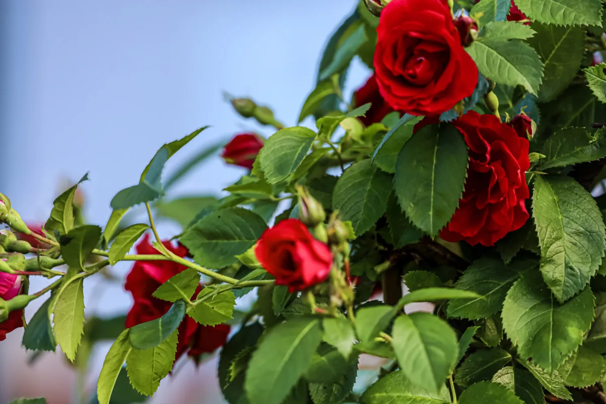 Roses / Photo: Depositphotos