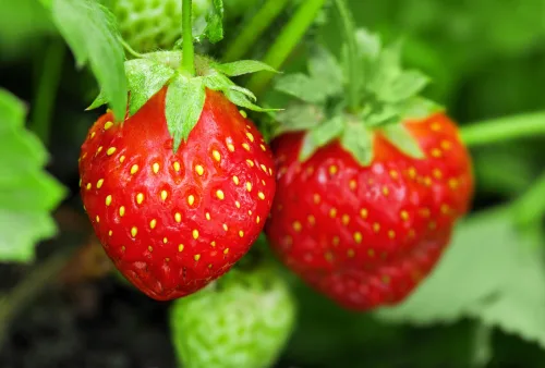 Spaniards Grow the Sweetest Strawberries Thanks to One Thing They Add to the Soil