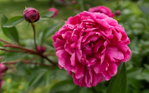 What you do after peonies finish flowering decides next year’s bloom