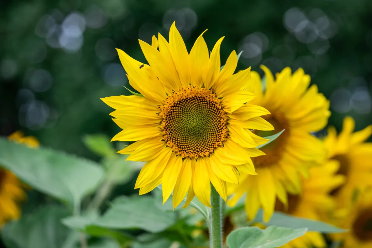 How to Grow Sunflowers as a Standout for the Garden and Balcony