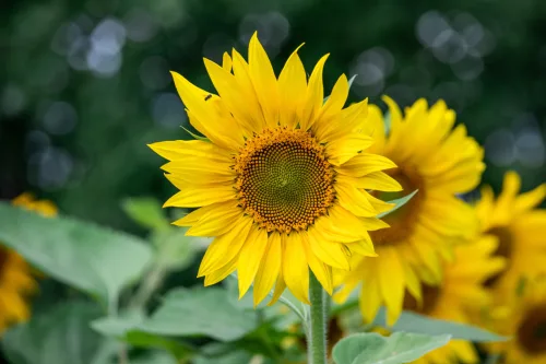 How to Grow Sunflowers as a Standout for the Garden and Balcony